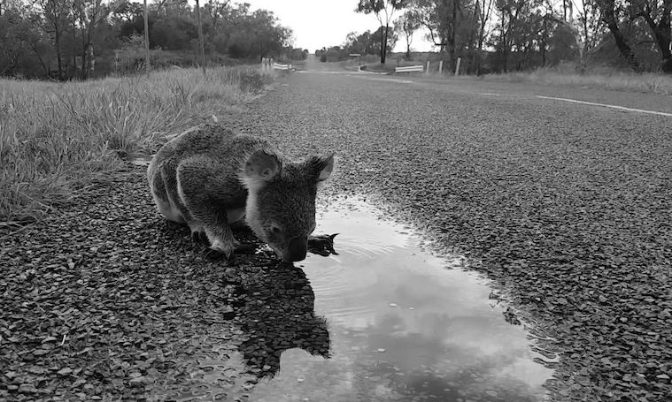 Australia on global list for deforestation hotspots: WWF | FS ...